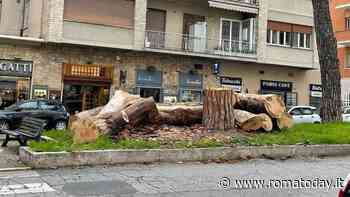 Alberi: i dati del comune su tagli, potature e piantumazioni. "Abbiamo solo due agronomi"