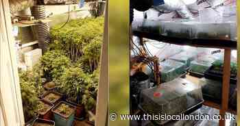 Hornchurch man grew large 'cannabis enterprise' to repay drug debt and mortgage