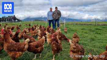 Thousands of backyards turn into homegrown chook farms amid egg shortage