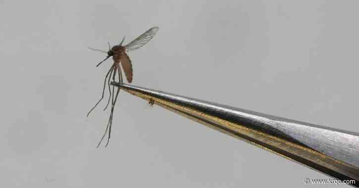 CDC issues dengue fever warning for spring, summer travelers