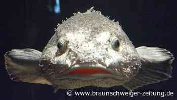Fisch des Jahres: Überraschung für hässlichstes Tier der Welt