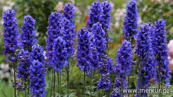 Drei Pflanzen, die Engerlinge effektiv aus Ihren Beeten vertreiben