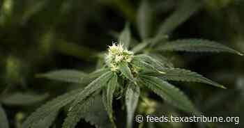 Texas Senate passes hemp ban, a Dan Patrick priority