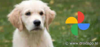 Google Foto’s voor Android voegt optie toe voor ongedaan maken back-up
