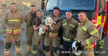 Dog rescued from County Durham house fire caused by two mirrors reflecting sun to set fire to bed