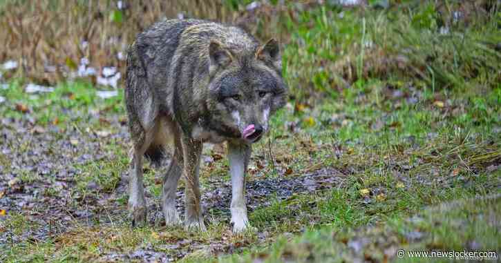 Overijssel vindt wolf die niet schuw is een ’probleemwolf’