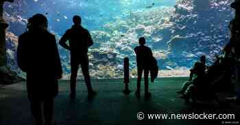 Koralen verzamelen in aquaria voor ze zijn verdwenen (en ze zijn ook mooi om te zien)