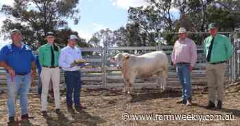 Charolais genetics were in demand as two studs offer quality line-up