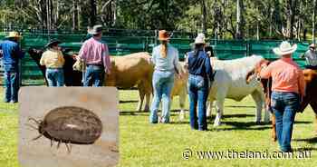 Country livestock shows cancelled for 12 months due to cattle tick detection