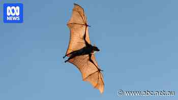 Thousands of breeding flying foxes stopping planes from landing