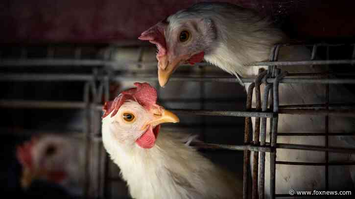 New outbreak of deadly bird flu strain confirmed for first time in 8 years