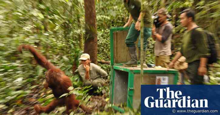 ‘Like kidnapping your grandpa’: why relocating orangutans threatens their survival