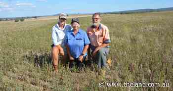 Pasture inclusion in cropping rotation brings input savings, weed management benefits