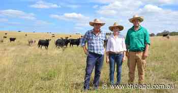 Feed monitoring aids quiet cattle, pasture diversity, better decisions