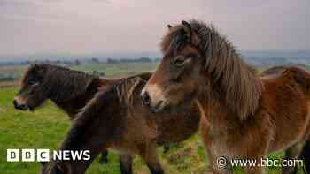 Ponies let loose on moors to munch down overgrowth