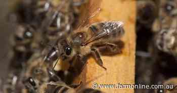 New funding for traceability program latest in fight against varroa mite