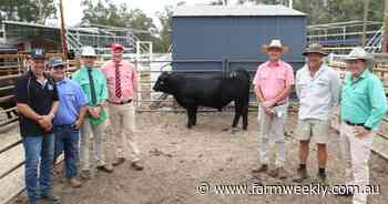 Improved values for third Bullock Hills Black Simmental annual standalone sale