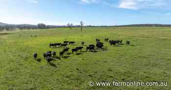 Productive northern grazing property sold at rapid-fire auction | Video