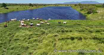 Karinya offered with highly productive irrigated leucaena plus mangoes