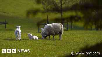 Sheep injured in spate of village dog attacks
