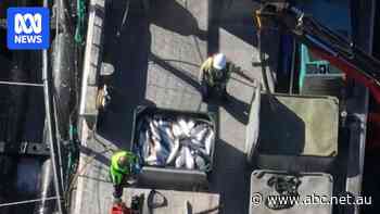 Huon salmon stripped of RSPCA approval after video scandal