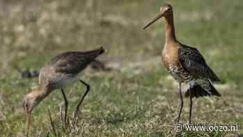 Verwelkom de teruggekeerde weidevogels in het Ilperveld