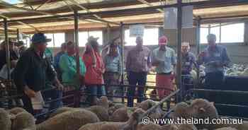 First pure Dohne benchmarking trial proves carcase and reproduction traits