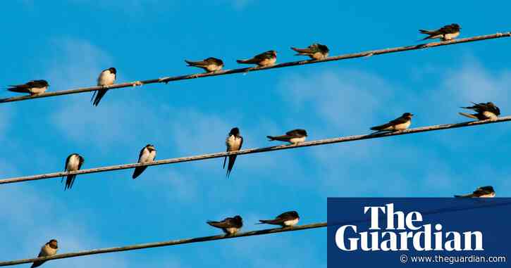 Weatherwatch: climate shifts threaten birds’ return as spring arrives