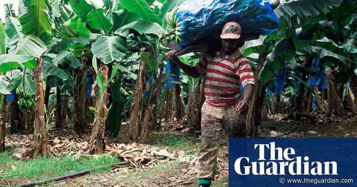 ‘A deliberate poisoning’: how a banned pesticide haunts the French Caribbean
