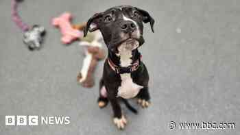 Abandoned 'Harry Potter' puppies searching for homes