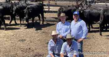 Full clearance and top selling average for Macka's Pastoral Angus females