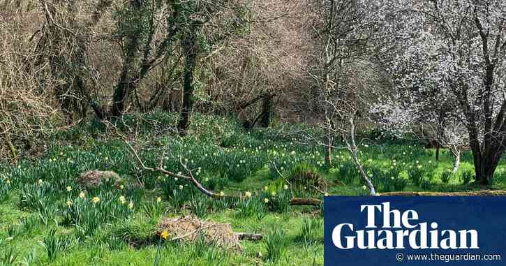 Country diary: Suddenly on crutches, I’m an indoor spectator of spring | Virginia Spiers