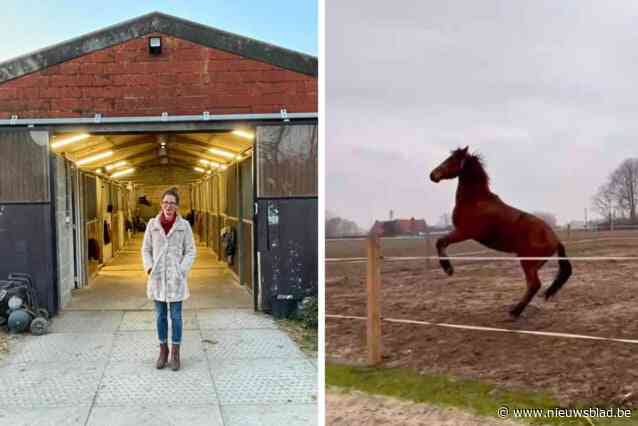 Seline (34) verliest haar paard Lili door gebrek aan hoffelijkheid in het verkeer: “Stom accident, maar had vermeden kunnen worden”