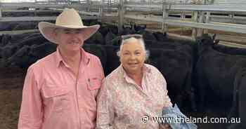 Guyra Angus weaners top Inverell sale in an 'unexpectedly' buoyant market