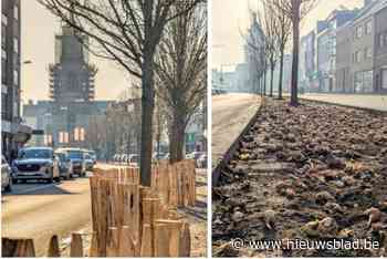 80.000 bloembollen de grond in: “Opvallende houten afsluiting moet begroeiing beschermen”