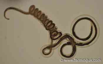 Farmers urged to use 'essential' tool to check nematodirus risk