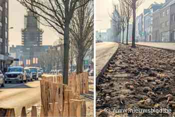 80.000 bloembollen in de grond gestopt: “Opvallende houten afsluiting moet begroeiing beschermen”