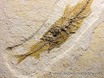 Stunning New Fossil Find Shows Stomach Contents and Color of Ancient Fish