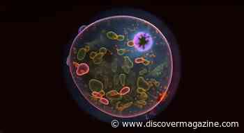 Rapid Spread of Infectious Disease in the Congo Could be From Contaminated Water