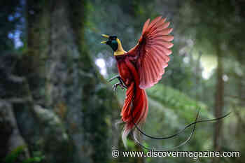 Birds-of-Paradise Use Biofluorescence to Attract Mates