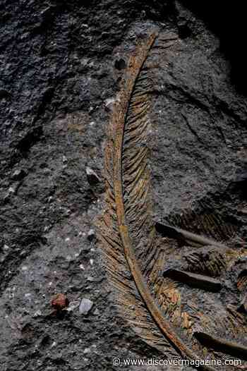 Ancient Vulture Feather Preserved in Volcanic Ash Is a Fossil First