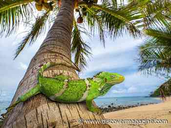 Iguanas Floated 5,000 Miles to Colonize Fiji Millions of Years Ago