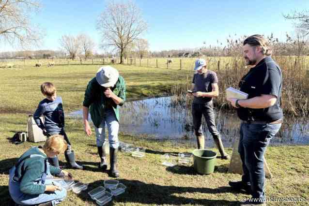 Natuurpunt treft drie belangrijke salamandersoorten aan tijdens telling