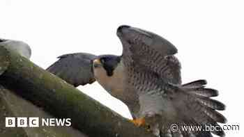 Peregrine falcons get nest box to boost breeding