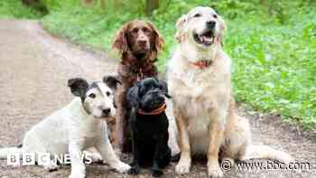 Dog daycare business challenges ban over barking