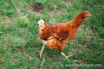 Bird flu case confirmed in backyard flock near Inverness