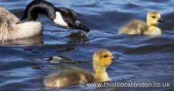 'Adorable' baby geese hatch on Hampstead Heath
