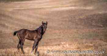Surbiton woman neglects pony leaving him with untreated lice