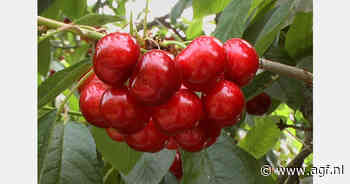 "Volgende week eerste Europese kersen op de markt"