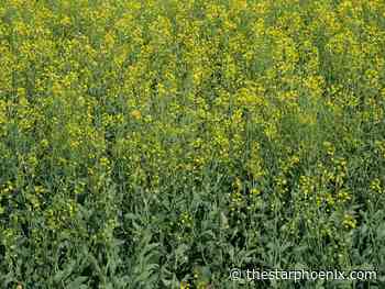 China imposes 100% tariffs on Canadian canola: Here's what you need to know